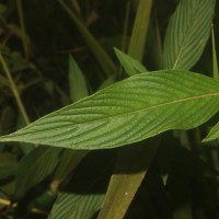 Knoxia sumatrensis (Retz.) DC.